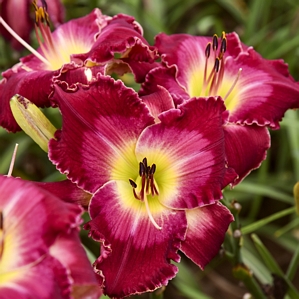 Hemerocallis Blood Sweat and Tears